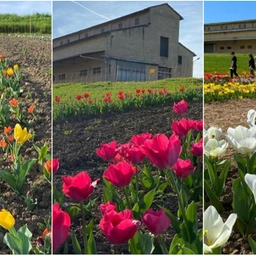 In un mare di tulipani: dove andare in Toscana per vedere la super fioritura