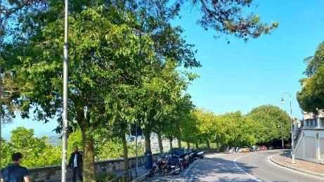 Gli alberi in viale Indipendenza hanno bisogno di interventi straordinari