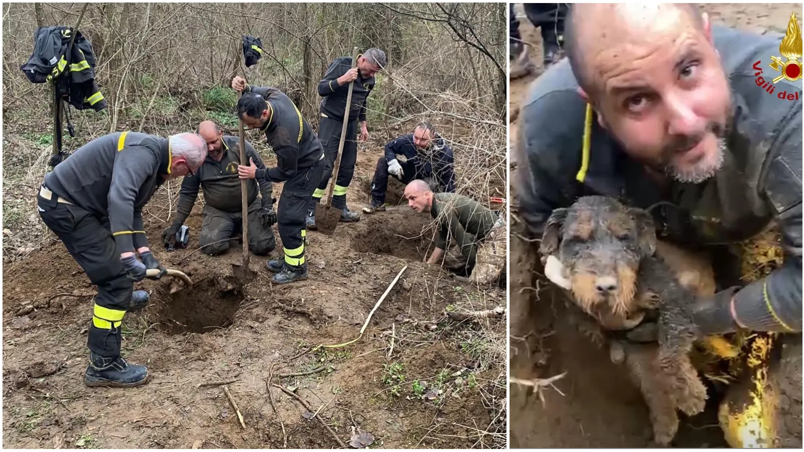 Cane precipita in una buca, salvato dai vigili del fuoco dopo ore di lavoro