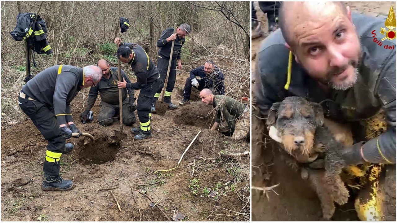 Cane precipita in una buca, salvato dai vigili del fuoco dopo ore di lavoro