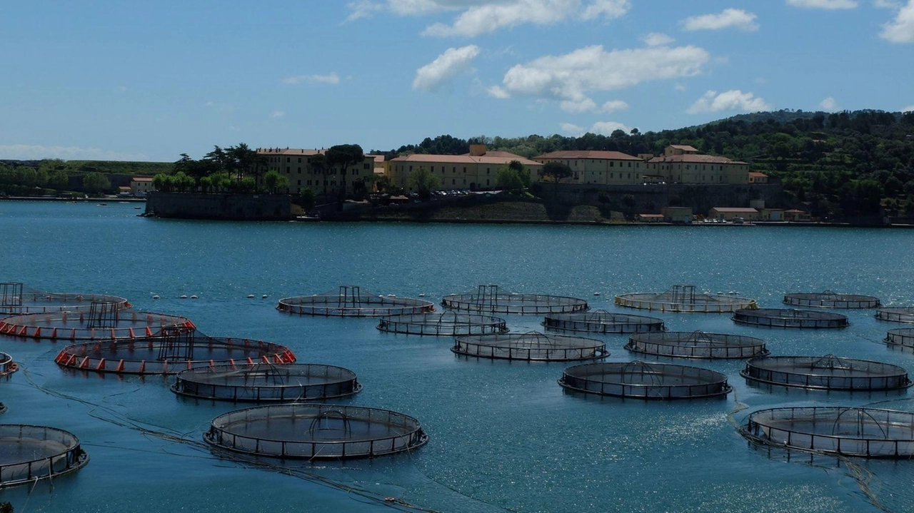 Gli impianti di itticoltura situati alle Grazie, nel Comune di Porto Venere. L’Autorità portuale ha ordinato l’immediato sgombero delle aree (. foto d’archivio