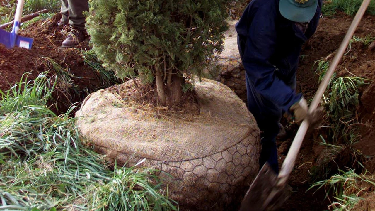 Dal 2024 a Figline e Incisa sono stati piantati 226 nuovi alberi, sostituendo quelli malati o pericolosi. Lavori in corso per migliorare e proteggere il patrimonio arboreo della zona.