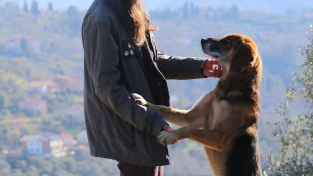 Ospite del canile di San Venerio da un anno e mezzo, è sempre sul pezzo