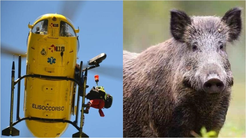 L'uomo è stato ferito da un cinghiale