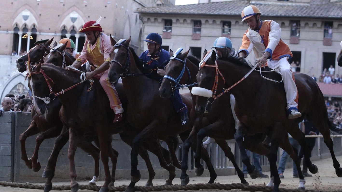 La Lupa si aggiudica la prima prova. Mossa rapida, allineamento buono. Leocorno e Valdimontone i più lesti