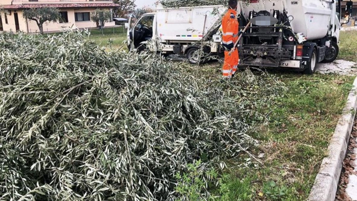 Dal primo aprile nel territorio di Casciana Terme Lari parte il nuovo servizio di raccolta a domicilio degli sfalci e potature