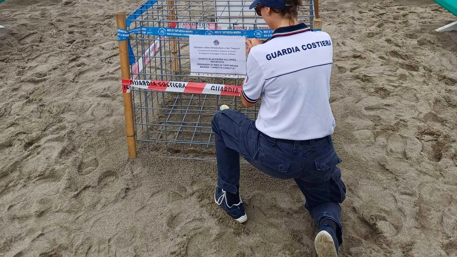 Nuovo nido di tartaruga, recintata la spiaggia