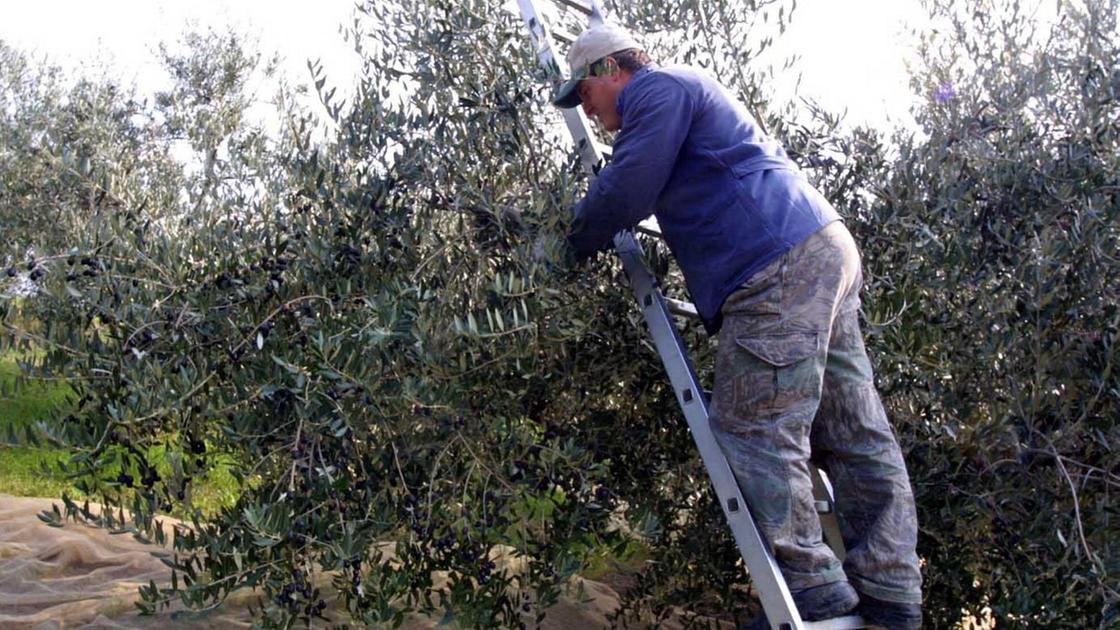 Olio Riviera Ligure Dop: eccellenza italiana al centro di Orgolio Liguria Weekend