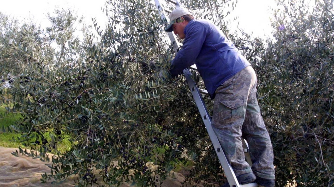 I dati sull’olio ligure (foto d’archivio)