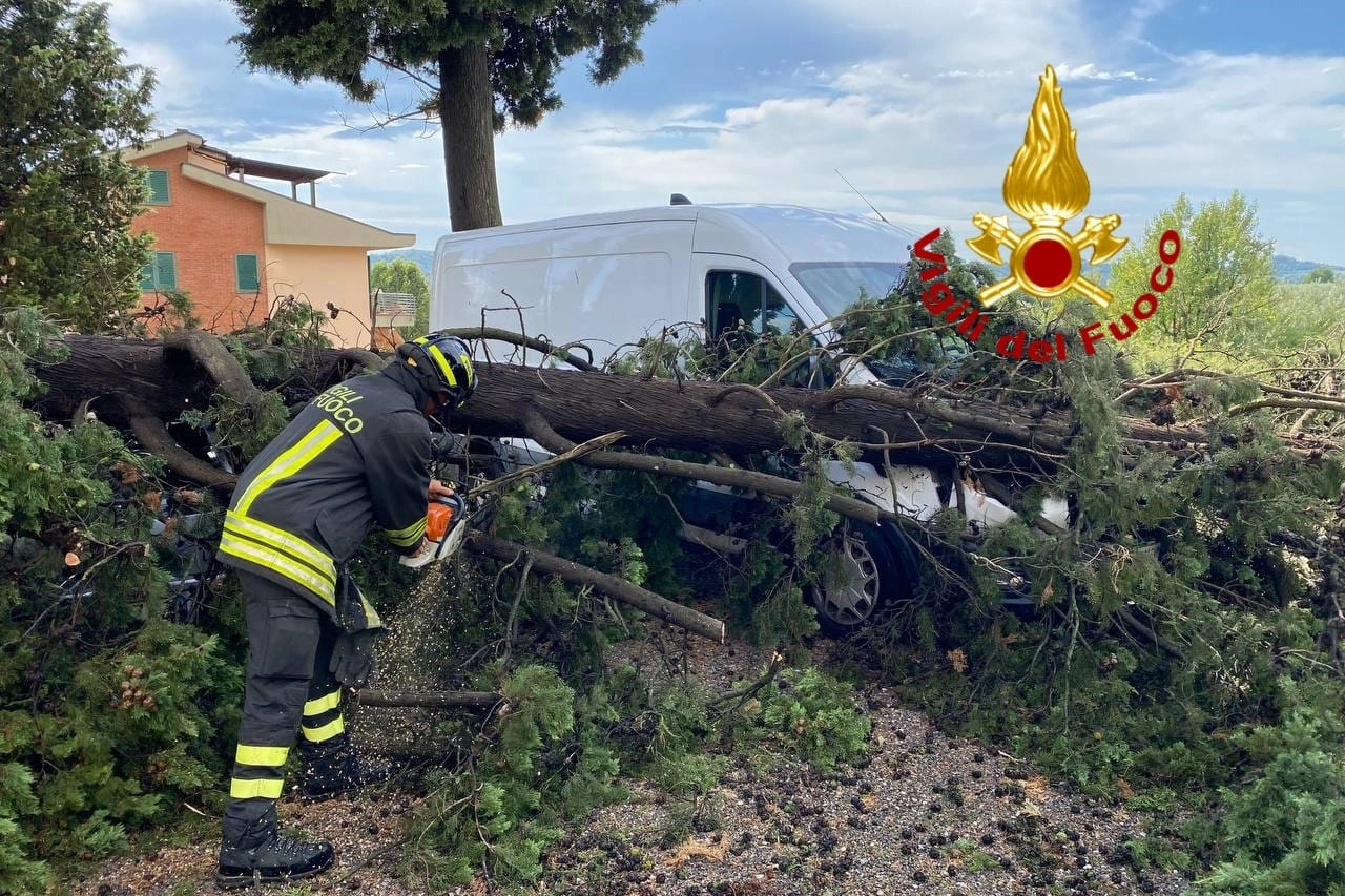 Albero crollato in via Salaiola a Empoli