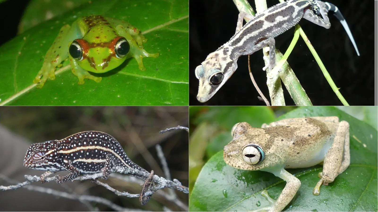 Per sopravvivere bisogna essere carini: pochi soldi destinati agli animali “brutti”, i fondi vanno alle specie più popolari