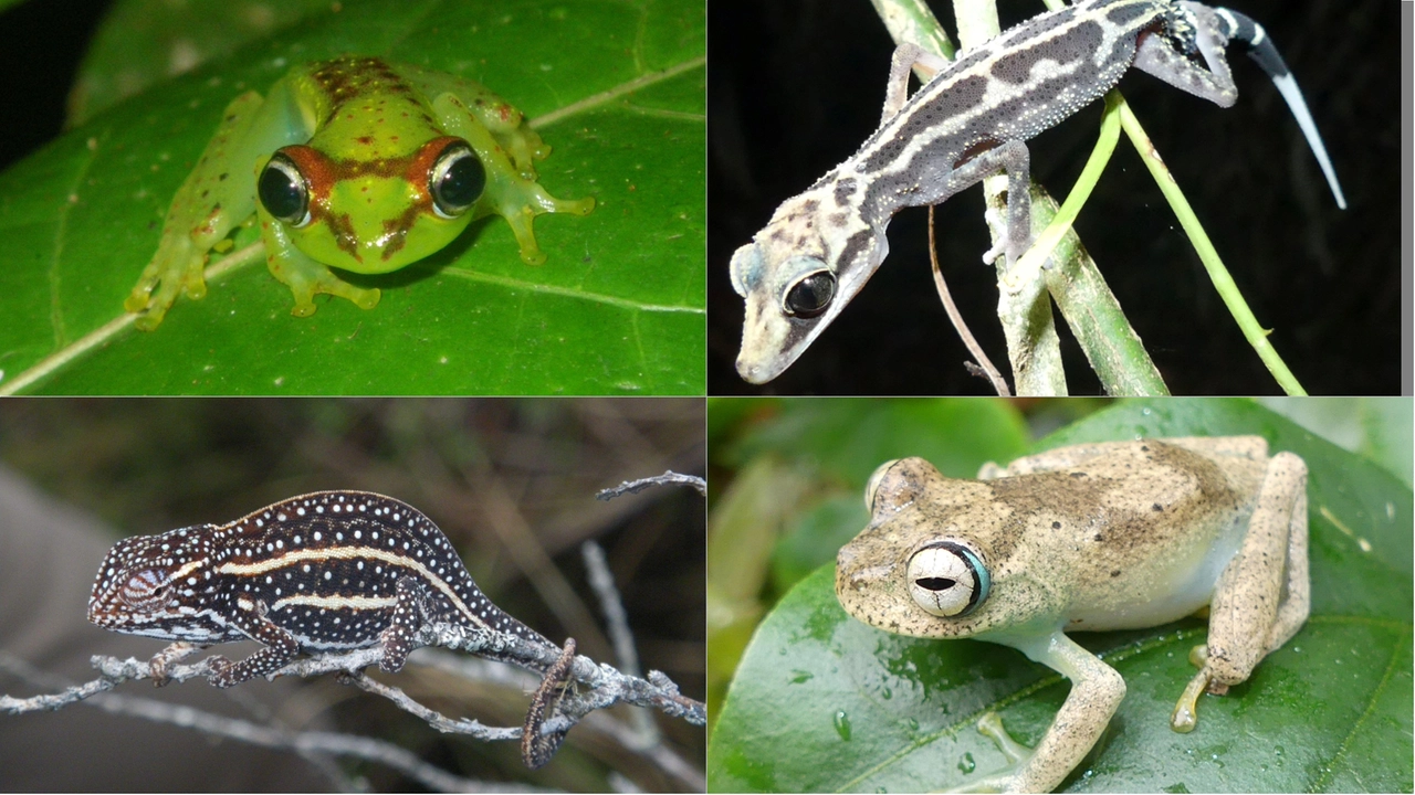 Alcuni esemplari di specie del Madagascar, a rischio estinzione e non protette