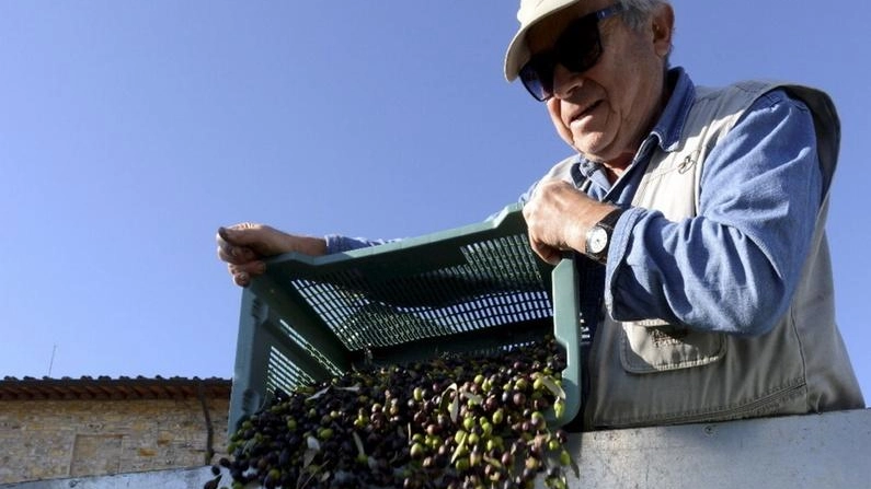 Un momento della raccolta delle olive (foto d’archivio)