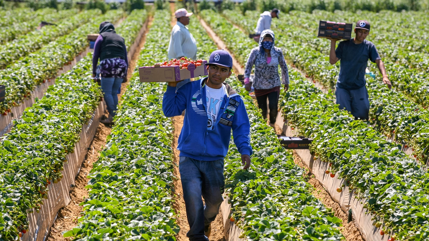 Lavoratori stagionali impegnati in agricoltura