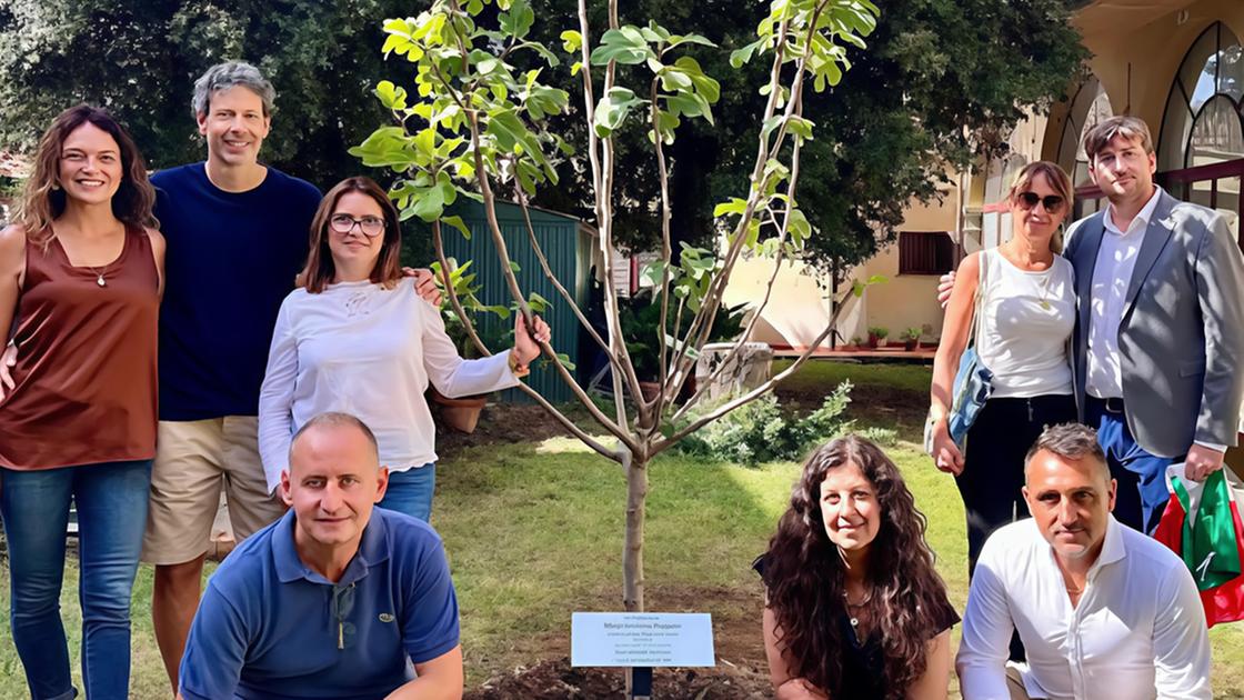 Albero in dono alla memoria di Pescini