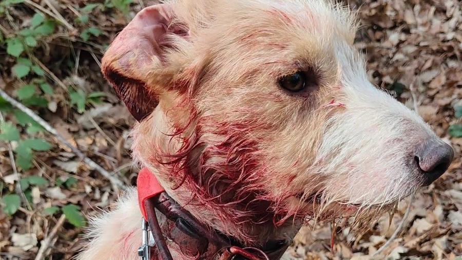 Solo negli ultimi giorni e nel solo Comune di Crespina Lorenzana sono due i cani rinvenuti smarrii e che, secondo il movimento animalista, appartengono a cacciatori delle braccate