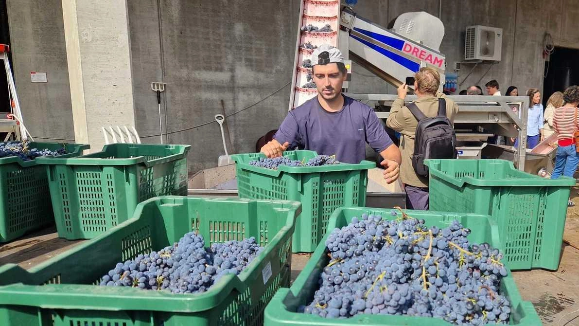 Vendemmia a San Donato in Perano. Azienda dei Marchesi Frescobaldi. C’è mix perfetto tra uomo e natura