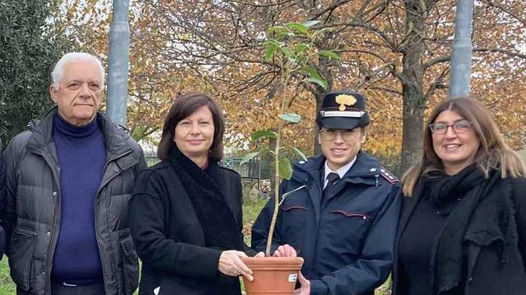 L'Albero di Falcone, simbolo di legalità, piantato nella scuola media "Filippo Mazzei" di Poggio a Caiano grazie al progetto "Un albero per il futuro" dei carabinieri delle biodiversità di Pistoia. Insegnamenti di cura e significato per le nuove generazioni.