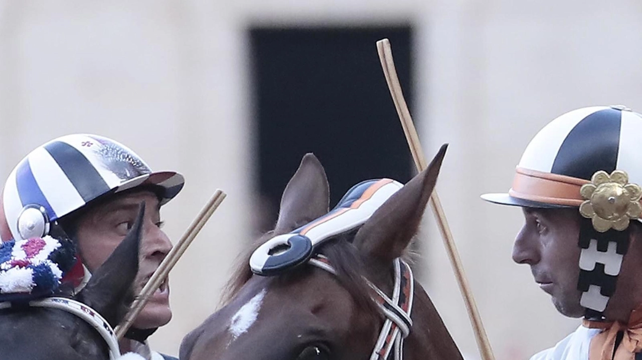 Il faccia a faccia al canape nel Palio dell’Assunta fra Tittia (Istrice) e Velluto (Lupa)