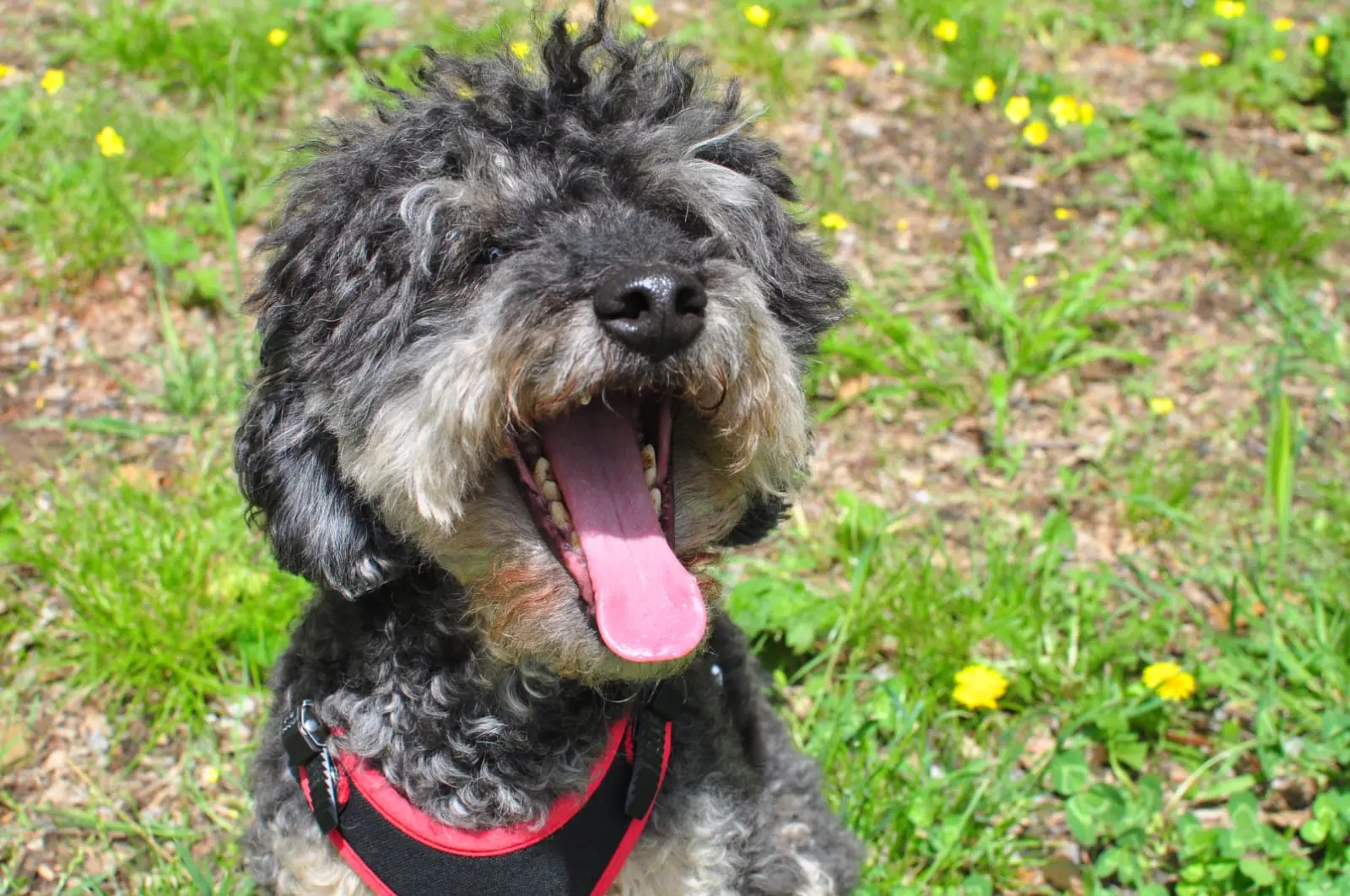 Addio Muffin, il barboncino nero della pet therapy del Meyer